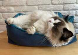 Les Images Des Splendides Chats Du Cat Café De Lviv,