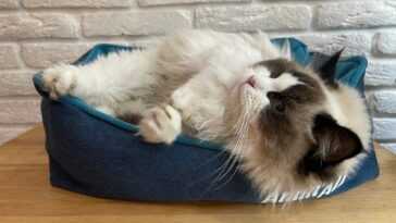 Les Images Des Splendides Chats Du Cat Café De Lviv,