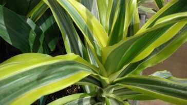 Les Plantes D'intérieur Peuvent Réduire La Pollution Intérieure Jusqu'à 20