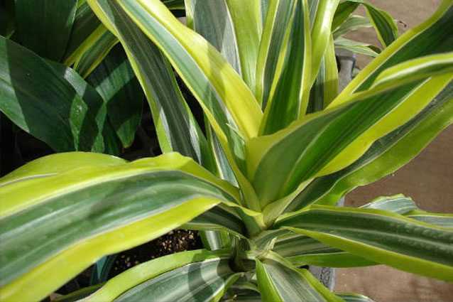 Les plantes d'intérieur peuvent réduire la pollution intérieure jusqu'à 20 % 1 Les Plantes D'intérieur Peuvent Réduire La Pollution Intérieure Jusqu'à 20