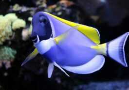 Les poissons colorés disparaissent des récifs coralliens et la faute n'en est qu'à nous 18 Les Poissons Colorés Disparaissent Des Récifs Coralliens Et La Faute