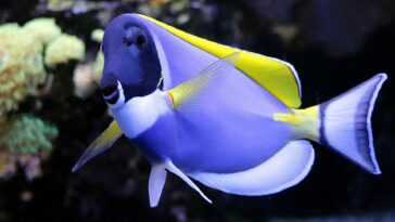 Les poissons colorés disparaissent des récifs coralliens et la faute n'en est qu'à nous 24 Les Poissons Colorés Disparaissent Des Récifs Coralliens Et La Faute