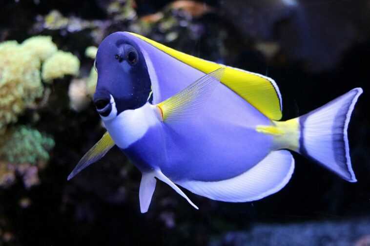 Les Poissons Colorés Disparaissent Des Récifs Coralliens Et La Faute