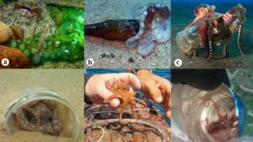 Les poulpes se réfugient de plus en plus souvent dans les déchets qui polluent les fonds marins 7 Les Poulpes Se Réfugient De Plus En Plus Souvent Dans