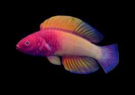 Magnifique Poisson Arc En Ciel Découvert Aux Maldives: Images Du Napoléon à