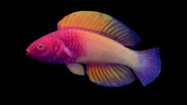 Magnifique poisson arc-en-ciel découvert aux Maldives: images du napoléon à voile rose 18 Magnifique Poisson Arc En Ciel Découvert Aux Maldives: Images Du Napoléon à