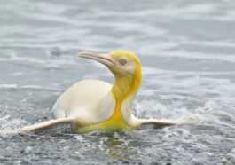 Manchot royal jaune extrêmement rare photographié dans l'Atlantique Sud : les belles images 47 Manchot Royal Jaune Extrêmement Rare Photographié Dans L'atlantique Sud :