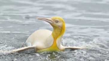 Manchot Royal Jaune Extrêmement Rare Photographié Dans L'atlantique Sud :
