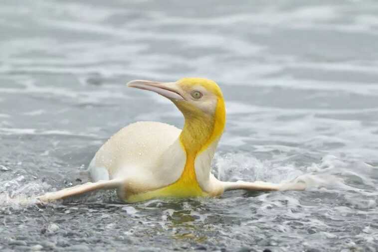 Manchot royal jaune extrêmement rare photographié dans l'Atlantique Sud : les belles images 1 Manchot Royal Jaune Extrêmement Rare Photographié Dans L'atlantique Sud :