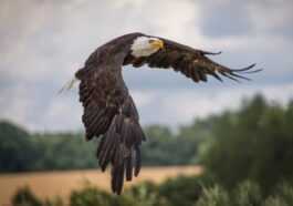 Massacre d'aigles aux USA : après presque 30 ans, la cause de la maladie qui les tue a été découverte 23 Massacre D'aigles Aux Usa : Après Presque 30 Ans, La