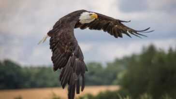Massacre D'aigles Aux Usa : Après Presque 30 Ans, La