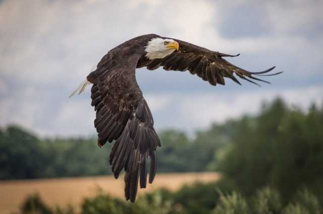 Massacre d'aigles aux USA : après presque 30 ans, la cause de la maladie qui les tue a été découverte 1 Massacre D'aigles Aux Usa : Après Presque 30 Ans, La