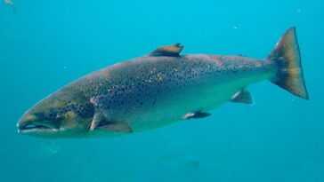 Parce Que Le Saumon Sauvage Rétrécit à Cause Des élevages