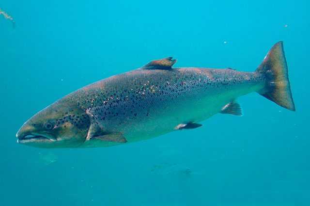 Parce que le saumon sauvage rétrécit à cause des élevages 1 Parce Que Le Saumon Sauvage Rétrécit à Cause Des élevages