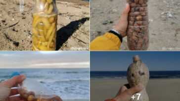 Parmi les nouveaux déchets sur les plages italiennes, il y a aussi des bouteilles pleines de légumes et d'olives en saumure 4 Parmi Les Nouveaux Déchets Sur Les Plages Italiennes, Il Y