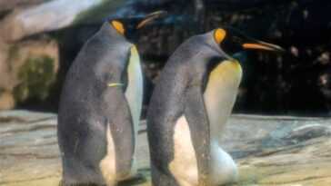 Quelle est la fréquence des parents de même sexe chez les animaux 17 Quelle Est La Fréquence Des Parents De Même Sexe Chez