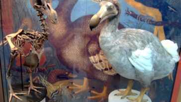 Un dodo éteint pourrait être ramené à la vie maintenant que son génome a été séquencé 13 Un Dodo éteint Pourrait être Ramené à La Vie Maintenant