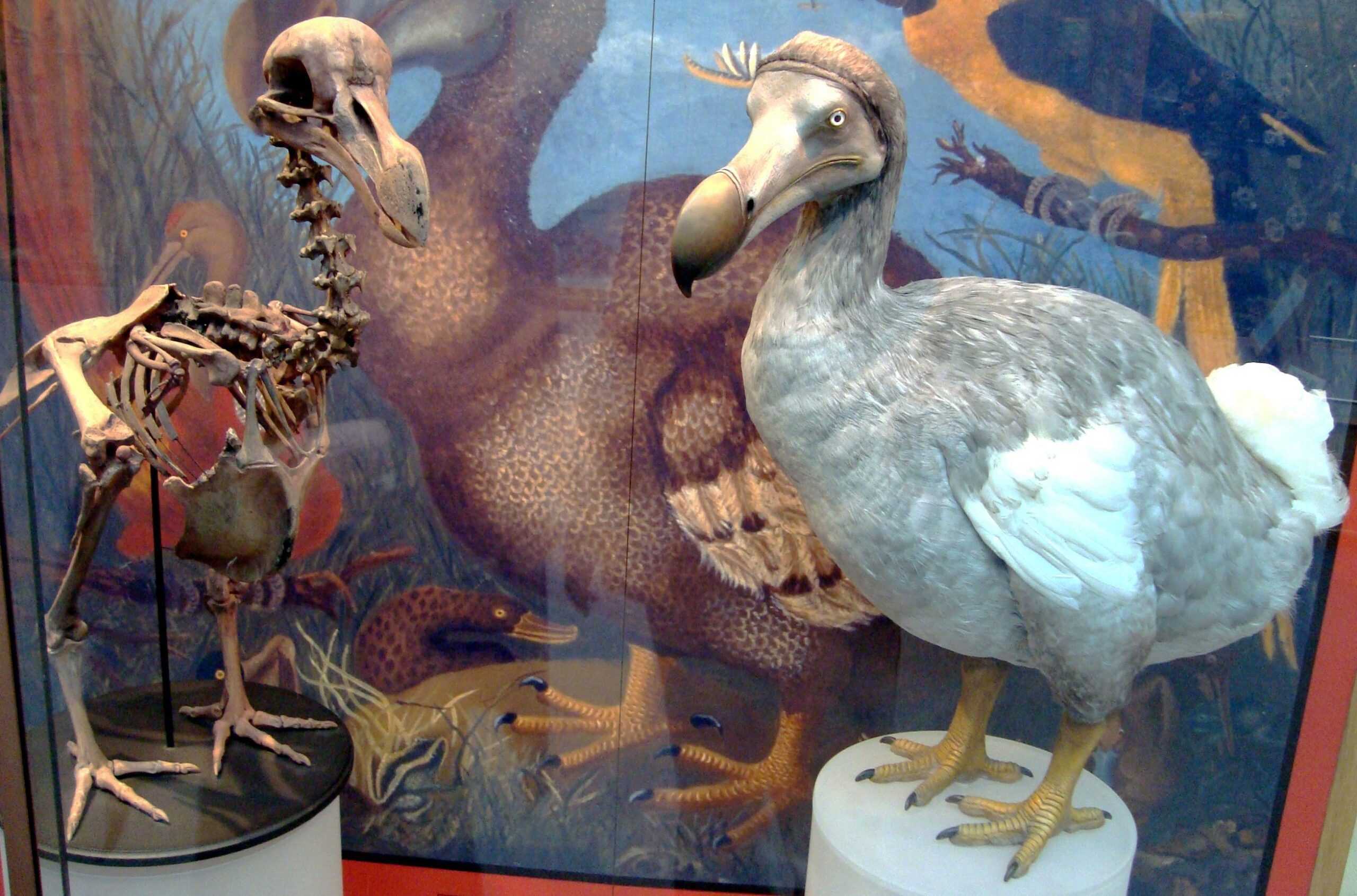 Un Dodo éteint Pourrait être Ramené à La Vie Maintenant
