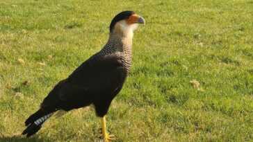 Un merveilleux oiseau de proie s'est échappé du zoo de Londres, conquérant la liberté 18 Un Merveilleux Oiseau De Proie S'est échappé Du Zoo De