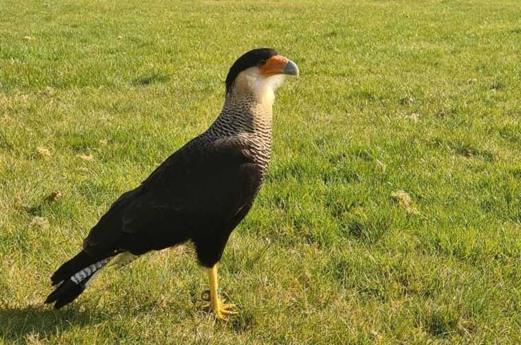 Un merveilleux oiseau de proie s'est échappé du zoo de Londres, conquérant la liberté 1 Un Merveilleux Oiseau De Proie S'est échappé Du Zoo De