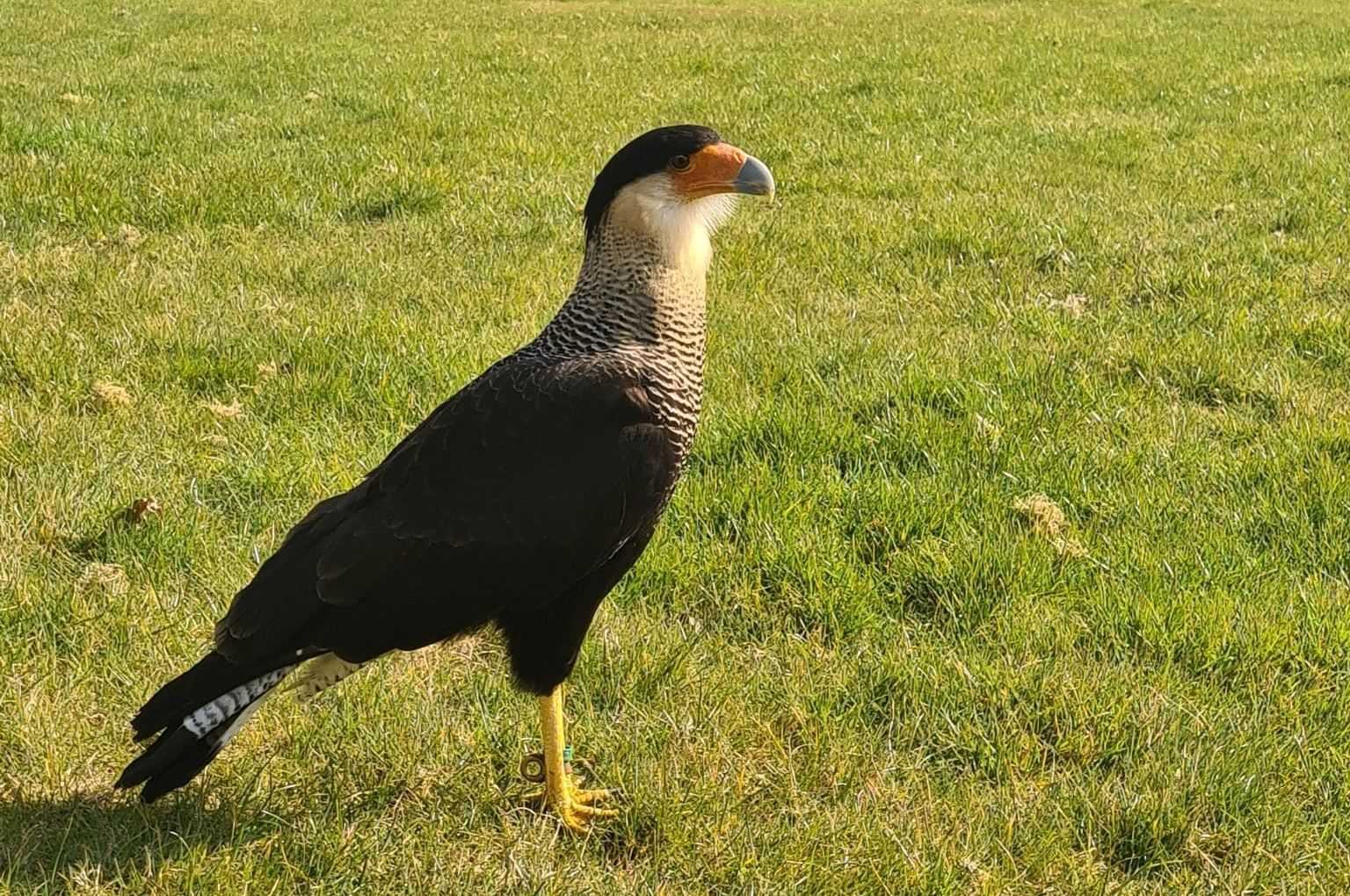 Un Merveilleux Oiseau De Proie S'est échappé Du Zoo De
