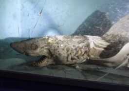 Un Requin Momifié Et Des Mollusques En Décomposition : Les
