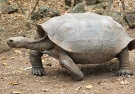 Une Nouvelle Espèce De Tortue Géante A été Découverte Aux