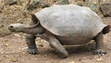 Une nouvelle espèce de tortue géante a été découverte aux Galápagos 8 Une Nouvelle Espèce De Tortue Géante A été Découverte Aux