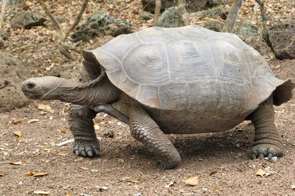 TORTUE GEANT TECK