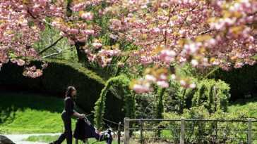 Vivre à proximité d'espaces verts réduit le risque d'AVC ischémique 28 Vivre à Proximité D'espaces Verts Réduit Le Risque D'avc Ischémique