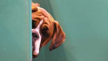 Ce n'est pas vrai que la race de chien nous dit tout sur son comportement 16 Ce N'est Pas Vrai Que La Race De Chien Nous
