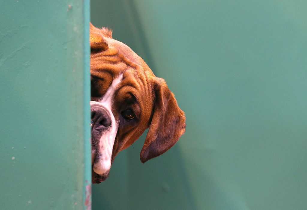 Ce N'est Pas Vrai Que La Race De Chien Nous