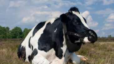 Comment fonctionnent les masques de vache qui éliminent le méthane (et le prince Charles les aime) 19 Comment Fonctionnent Les Masques De Vache Qui éliminent Le Méthane