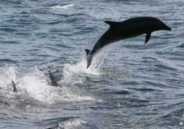 Comment Sont Utilisés Les "dauphins De Guerre" Déployés Par La