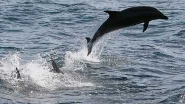 Comment sont utilisés les "dauphins de guerre" déployés par la Russie en mer Noire 17 Comment Sont Utilisés Les "dauphins De Guerre" Déployés Par La