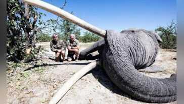 Le plus grand éléphant du Botswana abattu lors d'un safari au gros gibier 18 Le Plus Grand éléphant Du Botswana Abattu Lors D'un Safari