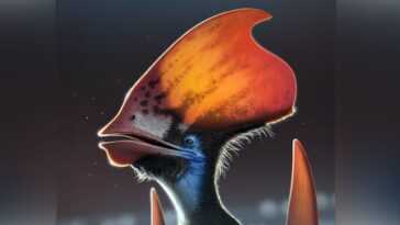 Les ptérosaures avaient des plumes ramifiées et colorées comme les oiseaux modernes 12 Les Ptérosaures Avaient Des Plumes Ramifiées Et Colorées Comme Les
