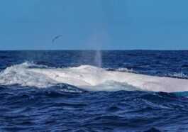 Magnifique Baleine à Bosse Blanche Repérée Aux Açores : Les
