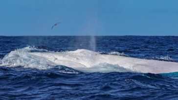 Magnifique baleine à bosse blanche repérée aux Açores : les splendides images 19 Magnifique Baleine à Bosse Blanche Repérée Aux Açores : Les