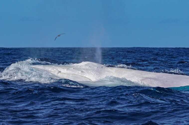Magnifique baleine à bosse blanche repérée aux Açores : les splendides images 1 Magnifique Baleine à Bosse Blanche Repérée Aux Açores : Les