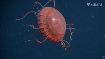 Magnifique méduse ressemblant à une soucoupe volante découverte en Californie : la vidéo au fond de l'océan 24 Magnifique Méduse Ressemblant à Une Soucoupe Volante Découverte En Californie