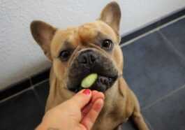 Pourquoi Devriez Vous Choisir Un Régime Végétalien Pour Votre Chien
