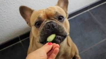 Pourquoi devriez-vous choisir un régime végétalien pour votre chien 27 Pourquoi Devriez Vous Choisir Un Régime Végétalien Pour Votre Chien