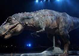 Pourquoi Le Tyrannosaure Avait Il Des "bras Courts"