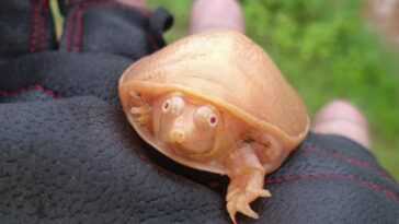 Rare et minuscule tortue albinos découverte en Inde : les splendides images 26 Rare Et Minuscule Tortue Albinos Découverte En Inde : Les