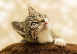Votre Chat Vous Réveille T Il La Nuit ? Voici Ce Qu'il
