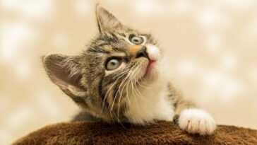 Votre chat vous réveille-t-il la nuit ? Voici ce qu'il faut faire, selon les experts 15 Votre Chat Vous Réveille T Il La Nuit ? Voici Ce Qu'il