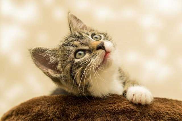 Votre chat vous réveille-t-il la nuit ? Voici ce qu'il faut faire, selon les experts 1 Votre Chat Vous Réveille T Il La Nuit ? Voici Ce Qu'il