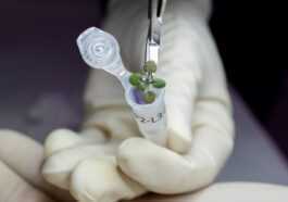 Des Scientifiques Ont Fait Pousser Des Plantes Dans Le Sol