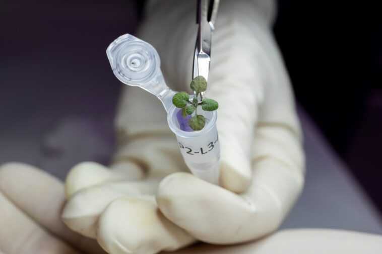 Des scientifiques ont fait pousser des plantes dans le sol de la Lune pour la première fois 1 Des Scientifiques Ont Fait Pousser Des Plantes Dans Le Sol